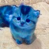 BCAT