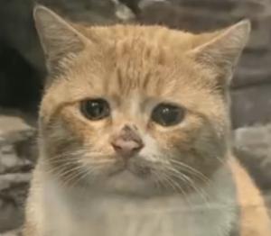 猫咪受了委屈也会哭