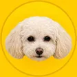 Korico 钱包