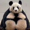 Aster福凤