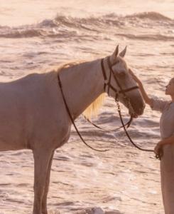 BULLHORSE