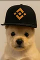 PUP