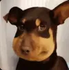 蜜蜂狗