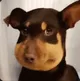 蜜蜂狗