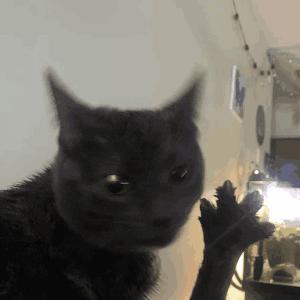 4CAT