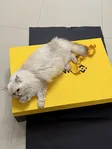 小咪 Wallet