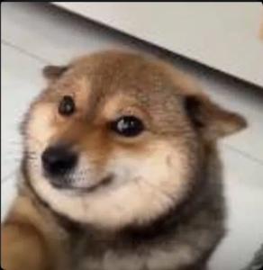肉肉