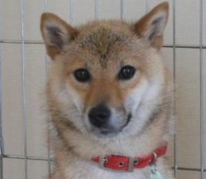 WAKO