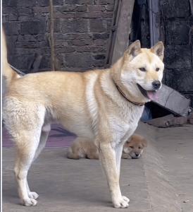土狗