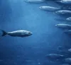 如果所有人都错了呢