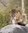 哈基仙人