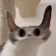 提米