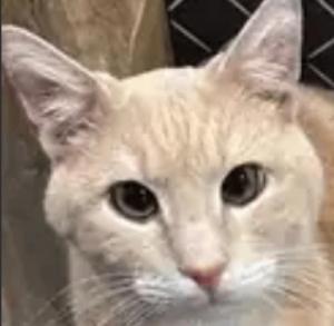 MOCHI