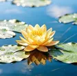 水莲花 钱包