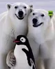 POLARBEARS