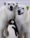 Polar Bears