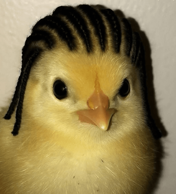 CHIGGA