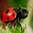 Ladypug-Wallet