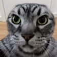 Tai Lung Cat Wallet