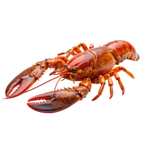 LOBSTER