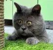 Crossed Eyed Cat Wallet