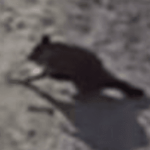 The Courageous Raccoon