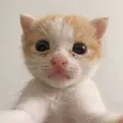 CAT Wallet