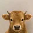 the bull Wallet