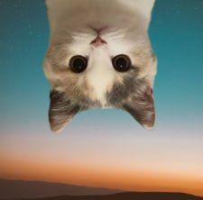 UpSide Down Cat 钱包