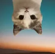 UpSide Down Cat Wallet