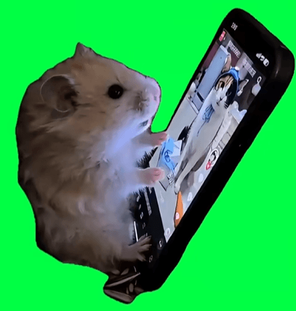 HAMSTER