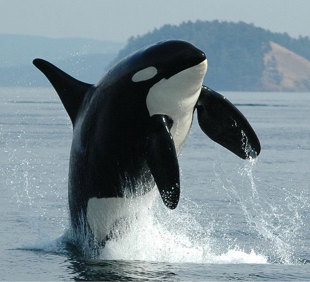 ORCA