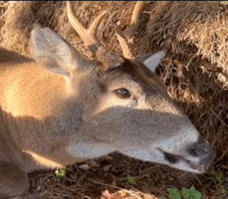 LITTLEBUCK