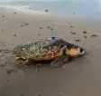 Save The Turtle 钱包