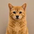 Billetera Cat + Dog