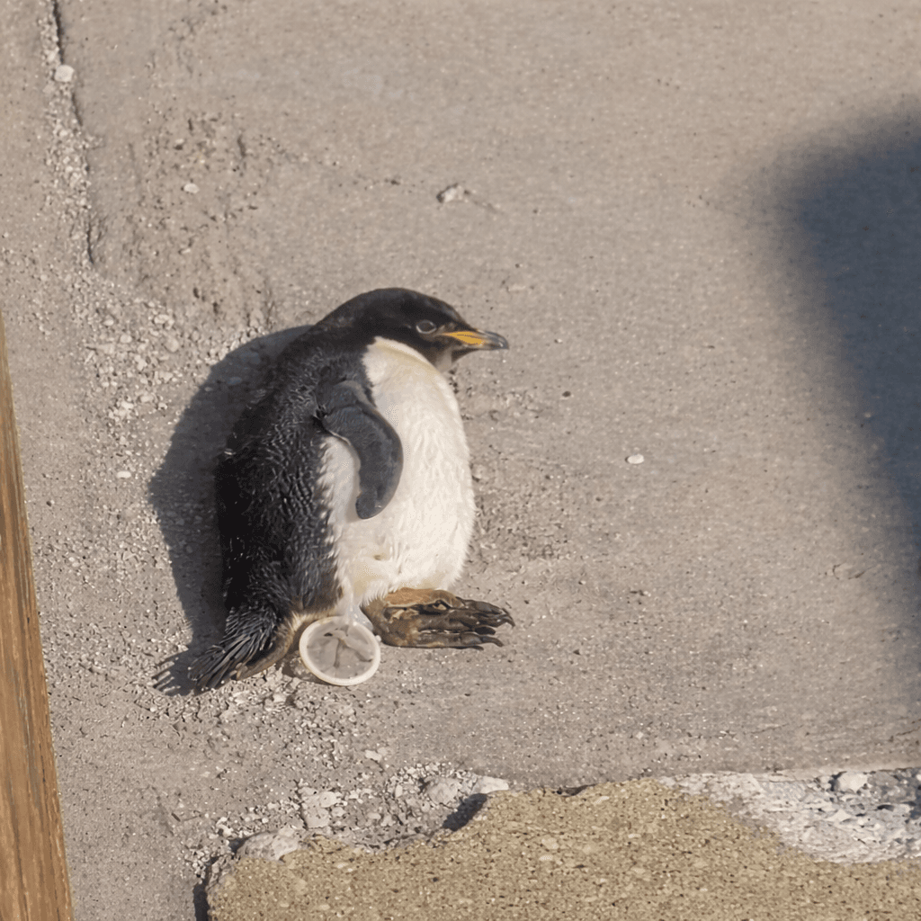 PENGNUT