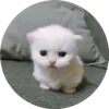 pito