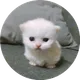 PITO
