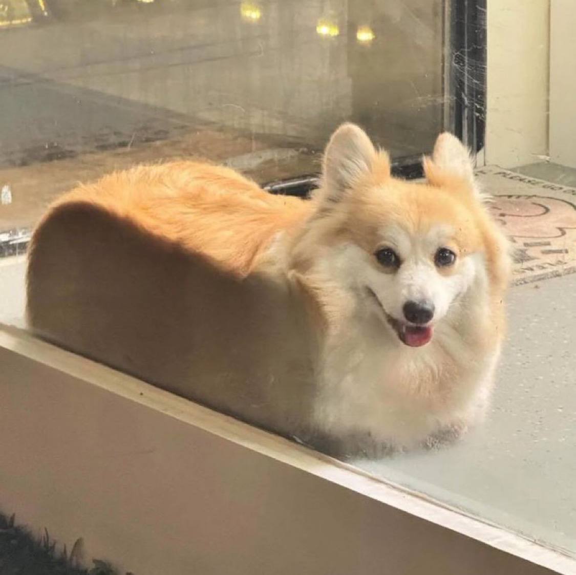 LOAFDOG