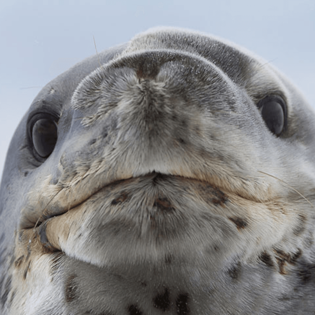 LEOPARSEAL