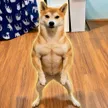 The Chad Shiba Wallet