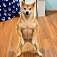 محفظة The Chad Shiba