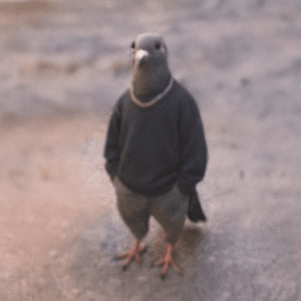 PIGEON