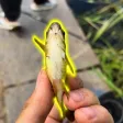 Billetera 67FISH