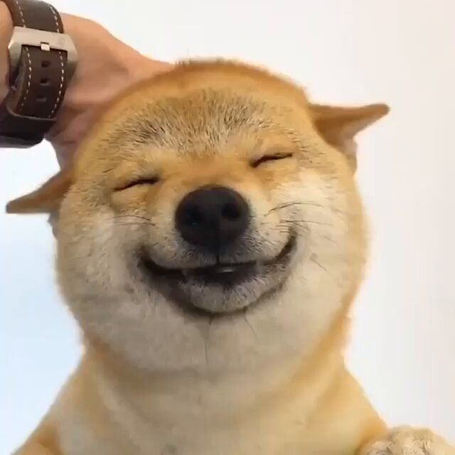 豆包