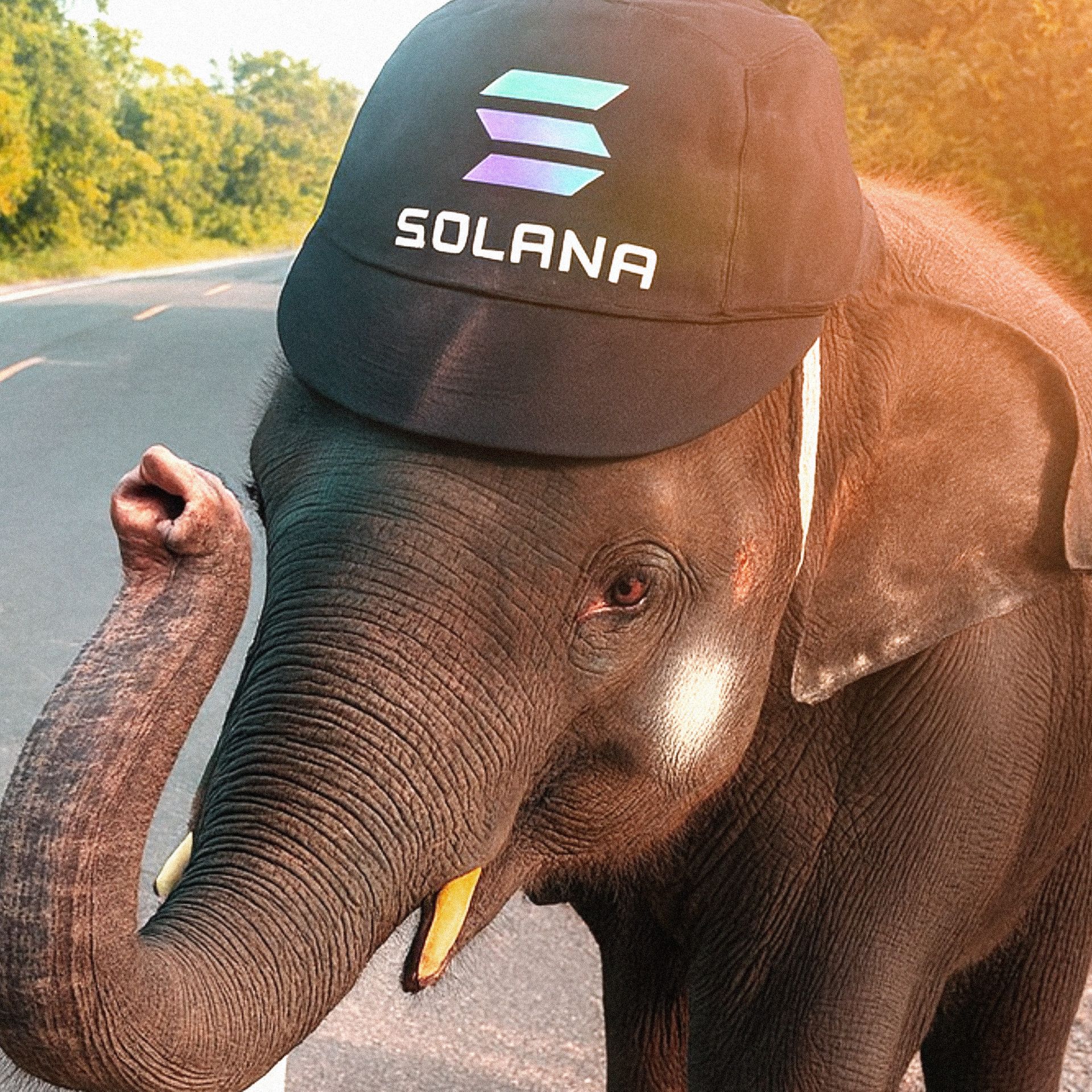 SOLANOS