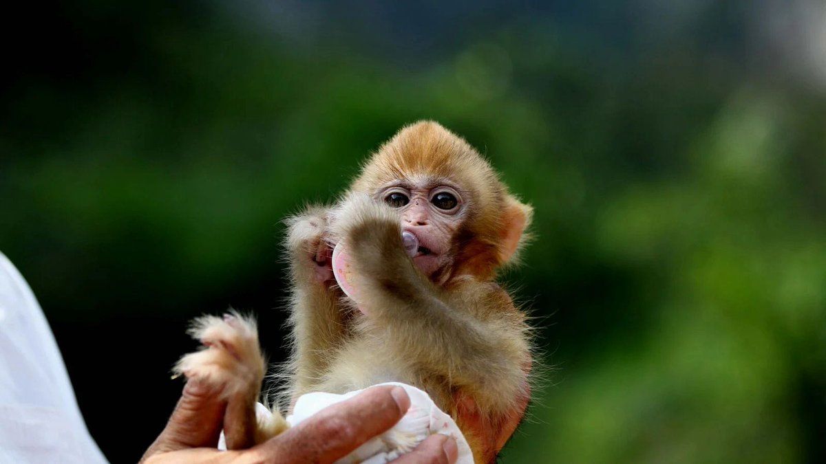 WUKONG
