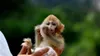 darwin monkey