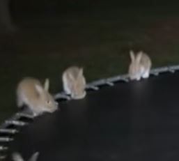 BUNNIES