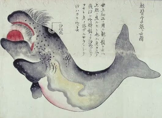 KUJIRA